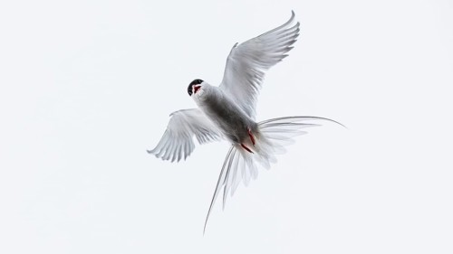 Arctic Tern (Sterna paradisaea) flying, Schleswig-Holstein, Germany