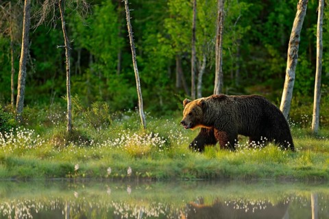 Morning light with big brown bear walking around lake in the morning light. Dangerous animal in