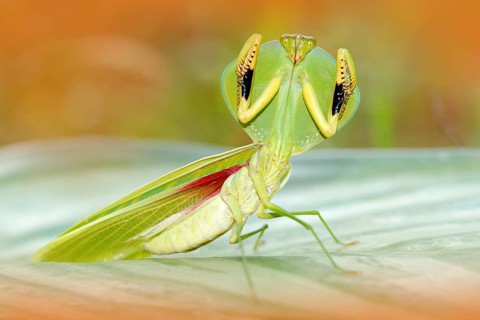 Leaf Mantid, Choeradodis rhombicollis, insect from Ecuador. Beautiful evening back light with wild