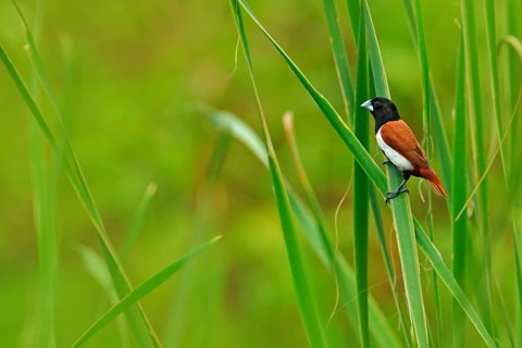 Tricoloured munia, Lonchura malacca, estrildid finch, native to India and Sri Lanka. Bird in the