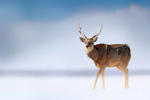 Hokkaido sika deer, Cervus nippon yesoensis, in the snow meadow, winter mountains and forest in the