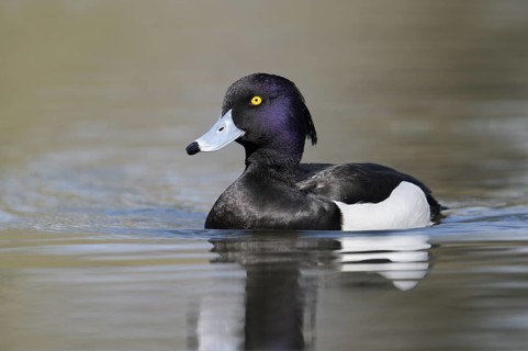 Tufted Duck (Aythya fuligula), drake, swimming, North Rhine-Westphalia, Germany