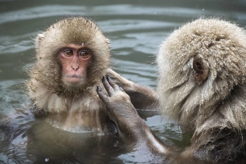 Japanese macaques (Macaca fuscata), lounging, wet, bathing, in winter, Jigokudani Snow Monkey Park,