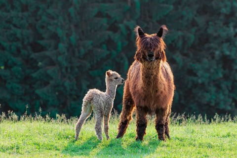 A newly born white alpaca (Vicugna pacos) stands next to its brown mother on a green meadow in