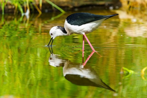 A bird drinking from a calm body of water, its reflection can be seen in the green water,