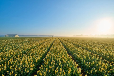 Long tulip field in rows, with yellow flowers and blue sky at sunrise, Sassenheim, province of