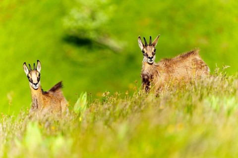 Chamois posing on a green meadow flooded with sunlight, chamois, chamois, (Rupicapra rupicaprae),