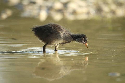Green-footed moorhen (Gallinula chloropus) young bird foraging in the water in a gravel pit,