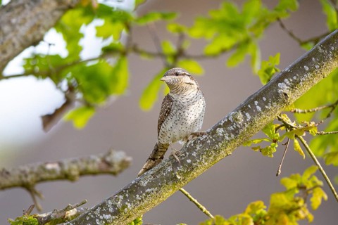 Eurasian wryneck (Jynx torquilla) Germany