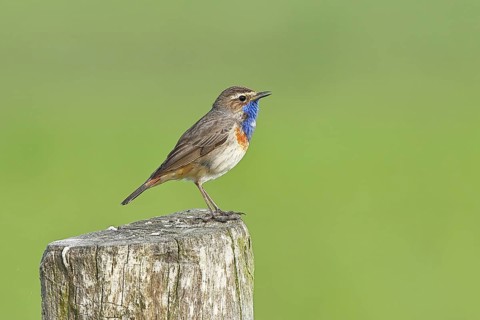Bluethroat (Luscinia svecica cyanecula), male, on a pasture fence post, wildlife, Lembruch, Ochsen