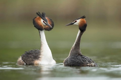 Great Crested Grebe (Podiceps Scalloped ribbonfish), couple in courtship, courting couple, two
