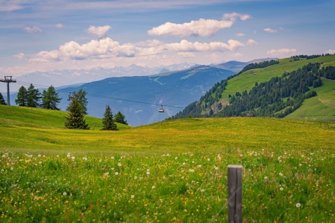 Cable car runs across a flowering meadow with a mountain panorama in the distance, Alpe di Siusi,