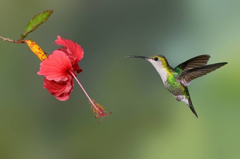 Purple-crowned Woodnymph (Thalurania colombica) at Laguna Lagarto Lodge near Boca Tapada, Costa