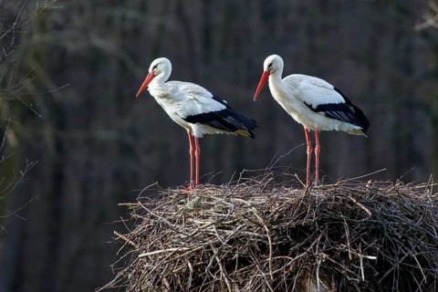 White Stork (Ciconia ciconia) pair on nest, North Rhine-Westphalia, Germany