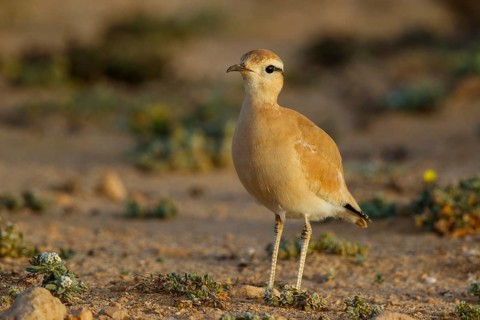 Cream-colored Courser (Cursorius cursor), Fuerteventura, Spain