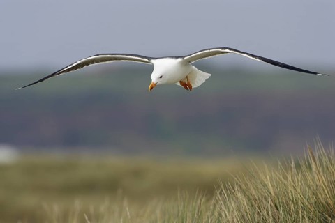 Heringsmoewe; lat. Larus fuscus; im Flug über dem Dünengras