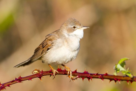 Common Whitethroat (Sylvia communis), Baden-Wuerttemberg, Germany