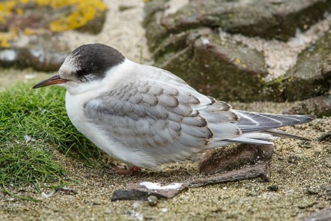 Arctic Tern (Sterna paradisaea), young on stone, Farne Islands, United Kingdom