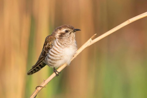 Horsfield's Bronze Cuckoo (Chrysococcyx basalis), Victoria, Australia
