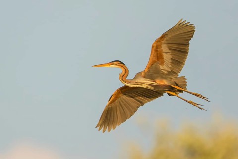 Purple Heron (Ardea purpurea) flying, Baden-Wuerttemberg, Germany