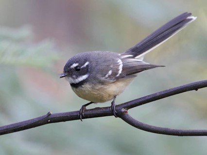 Grey Fantail (Rhipidura albiscapa), Victoria, Australia