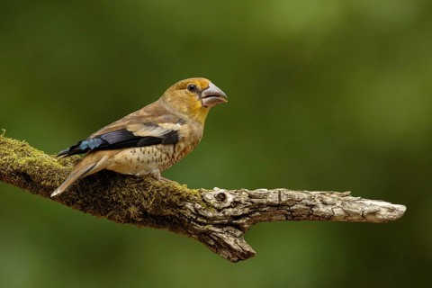 Appelvink, Hawfinch, Coccothraustes coccothraustes