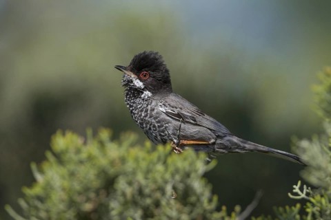 Cyprus Warbler (Sylvia melanothorax) male, Cyprus