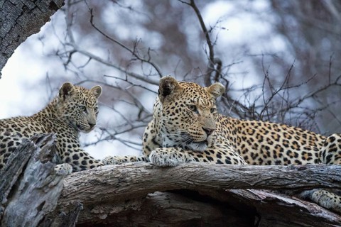 Leopard (Panthera pardus) adult with cub lying on a tree, Sabi Sands, South Africa