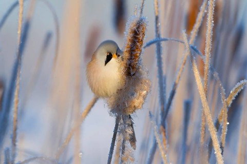 Bearded Reedling (Panurus biarmicus) male feeding on cattail seed, Thuringia, Germany