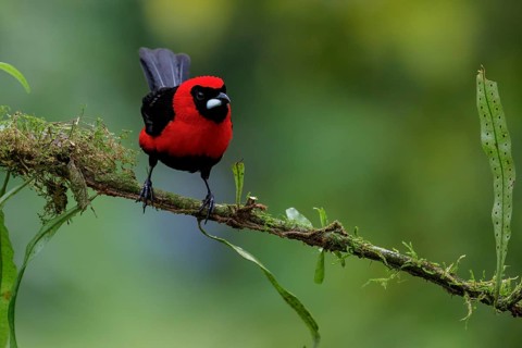 Masked Crimson Tanager (Ramphocelus nigrogularis) perched on a branch in the Amazon in Peru