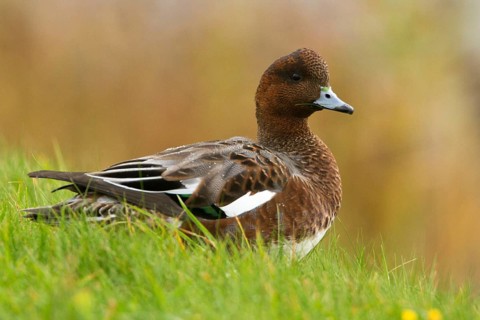 Eurasian Wigeon (Mareca penelope) male, Texel, Netherlands