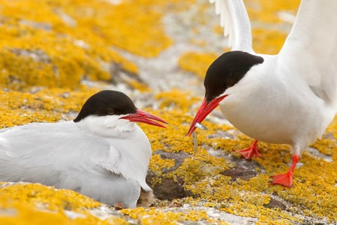 Arctic Tern (Sterna paradisaea) pair feeds chick, Farne Islands, United Kingdom