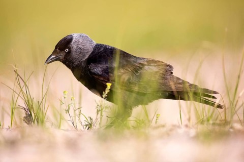Western Jackdaw (Coloeus monedula), Romania