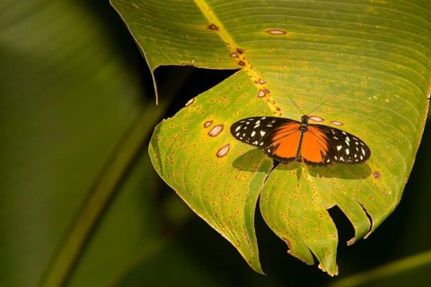 Passionflower butterfly (Heliconius hecale) on Heliconia leaf, Costa Rica