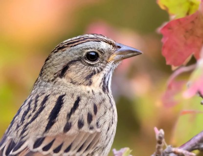 Portrait of a juvenile Lincoln's Sparrow, Melospiza lincolni, in the fall in Saskatoon, in