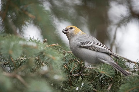 Pine Grosbeak (Pinicola enucleator) female perched on spruce branch, Wyoming, USA