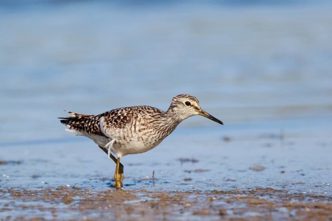 Wood Sandpiper (Tringa glareola) foraging, Lesvos, Greece