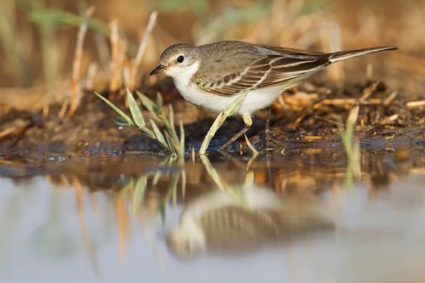 Yellow Wagtail - Schafstelze - Motacilla flava, Oman