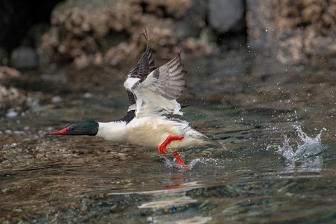 Common Merganser (Mergus merganser americanus) male taking flight, Alaska, USA