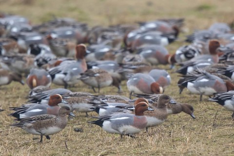 Eurasian Wigeon (Mareca penelope) group, Netherlands