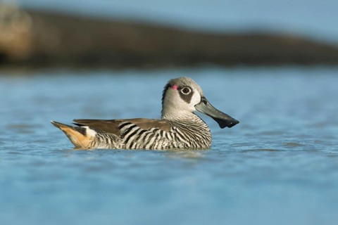 Pink-eared Duck (Malacorhynchus membranaceus), Victoria, Australia