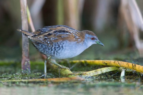 Baillon's Crake (Porzana pusilla palustris) foraging, Victoria, Australia