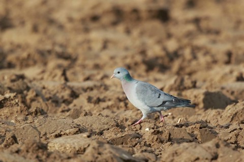 Stock Dove (Columba oenas) perched on field, North Rhine-Westphalia, Germany