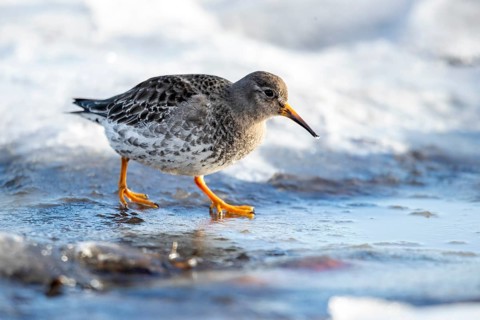 Purple Sandpiper (Calidris maritima), Norway