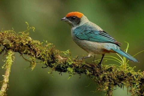 Scrub Tanager (Tangara vitriolina) perched on a branch in the Andes mountains of Colombia