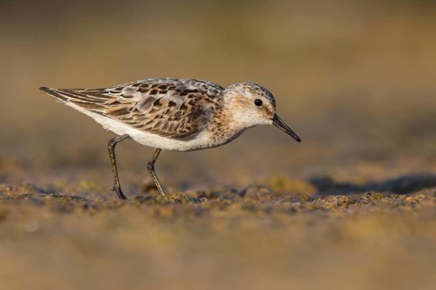 Little Stint (Calidris minuta) foraging, Poland
