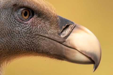Griffon Vulture (Gyps fulvus), Extremadura, Spain