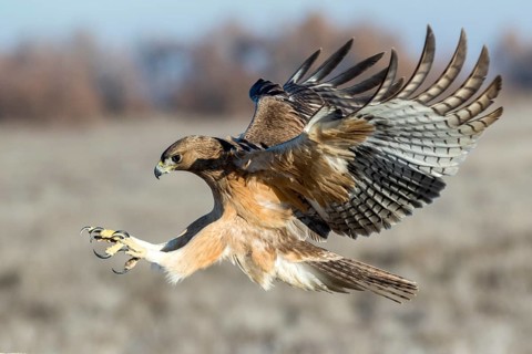 Bonelli's Eagle (Aquila fasciata) juvenile flying, Castile-La Mancha, Spain