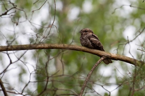 European Nightjar (Caprimulgus europaeus) perched on a branch, Brandenburg, Germany