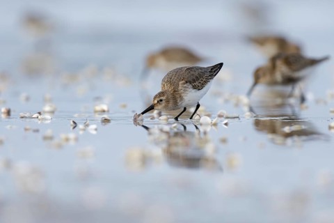 Dunlin (Calidris alpina) foraging on shoreline, Mecklenburg-Western Pomerania, Germany